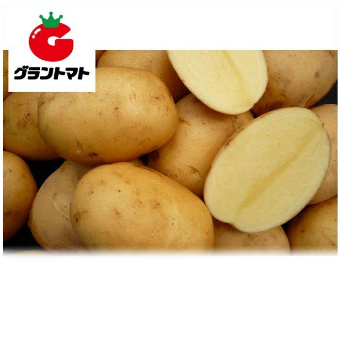 さんじゅうまる 1kg 秋ジャガイモ種子【種子 いも ばれいしょ】【即日