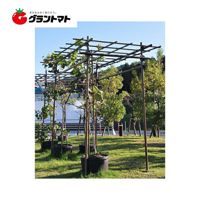 フルーツパーゴラL 果樹用棚支柱セット ブドウ キウイ セキスイ